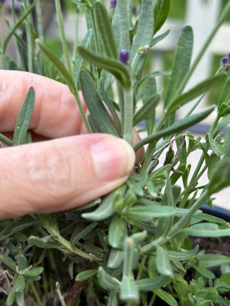 Soft stems of lavender.