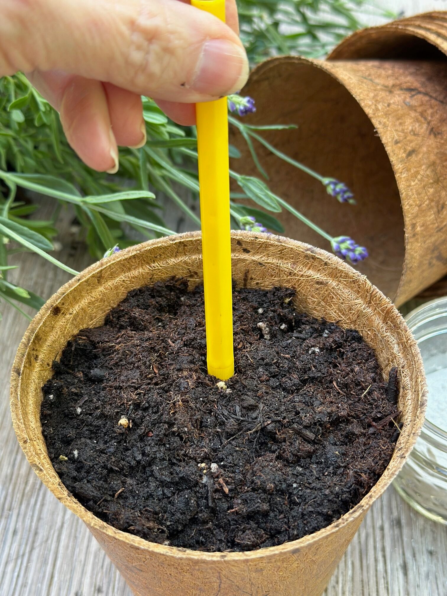 Using a pencil to create a small hole in the soil to place the stem in.