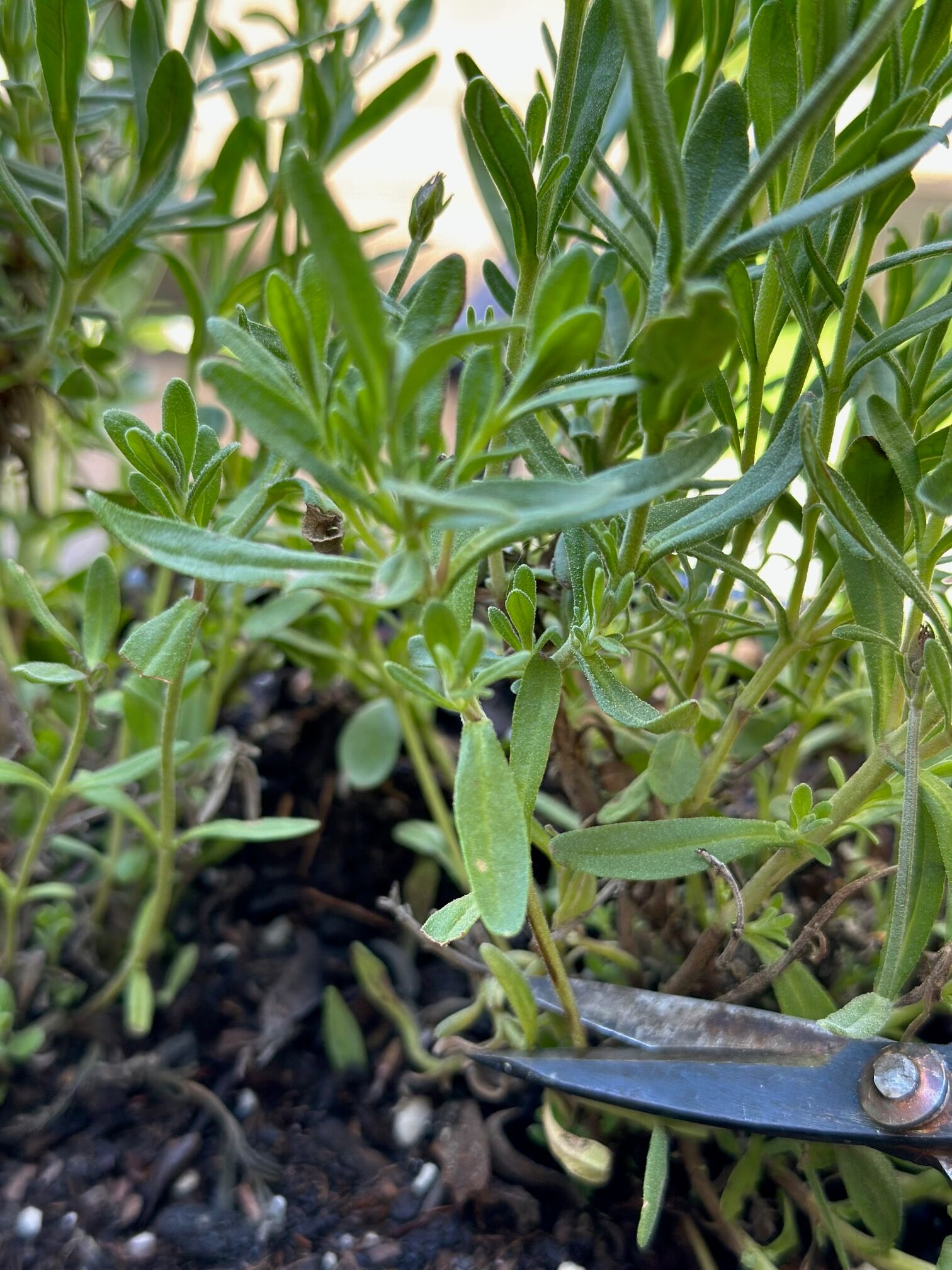 Gardening shears cutting stems of lavender to propagate.