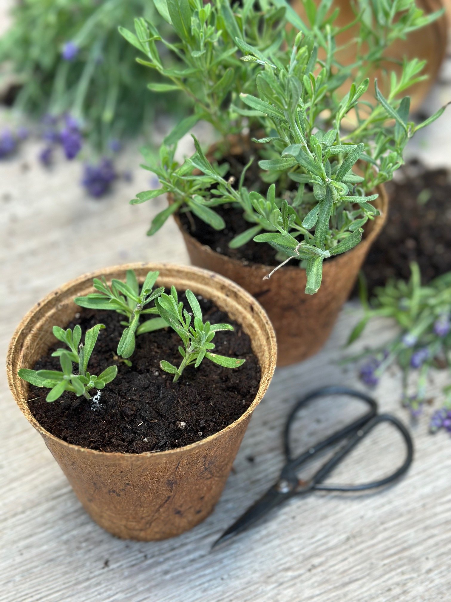 2 pots showing different stages of growth. Newly plants and another one with a couple of months growth.