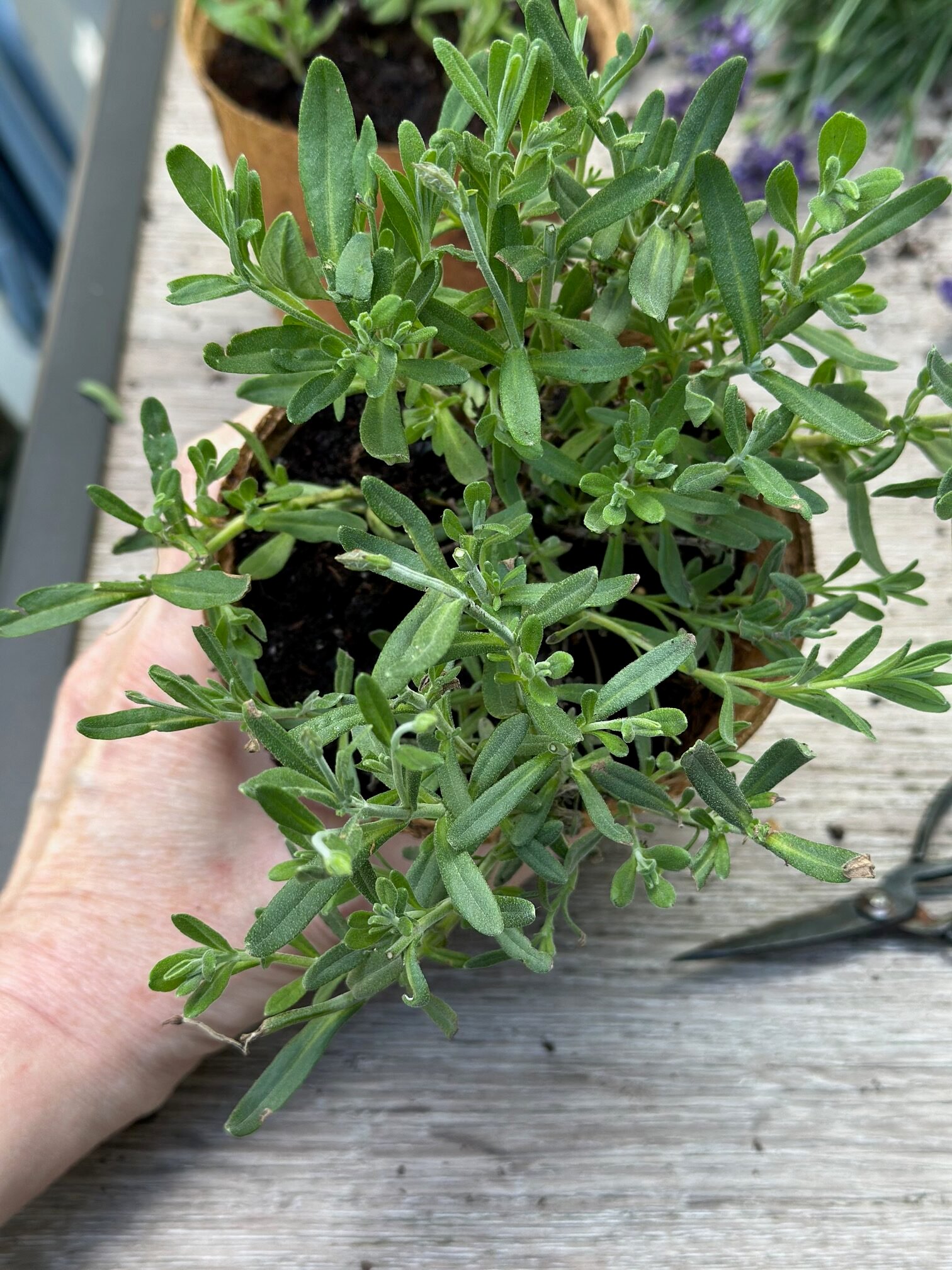 Stems that are now ready to transplant.