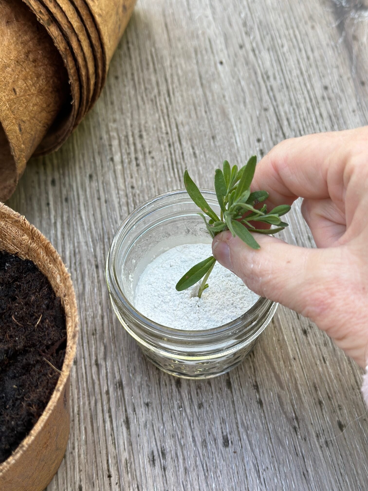 Putting stem in rooting hormone. A white powdery substance.