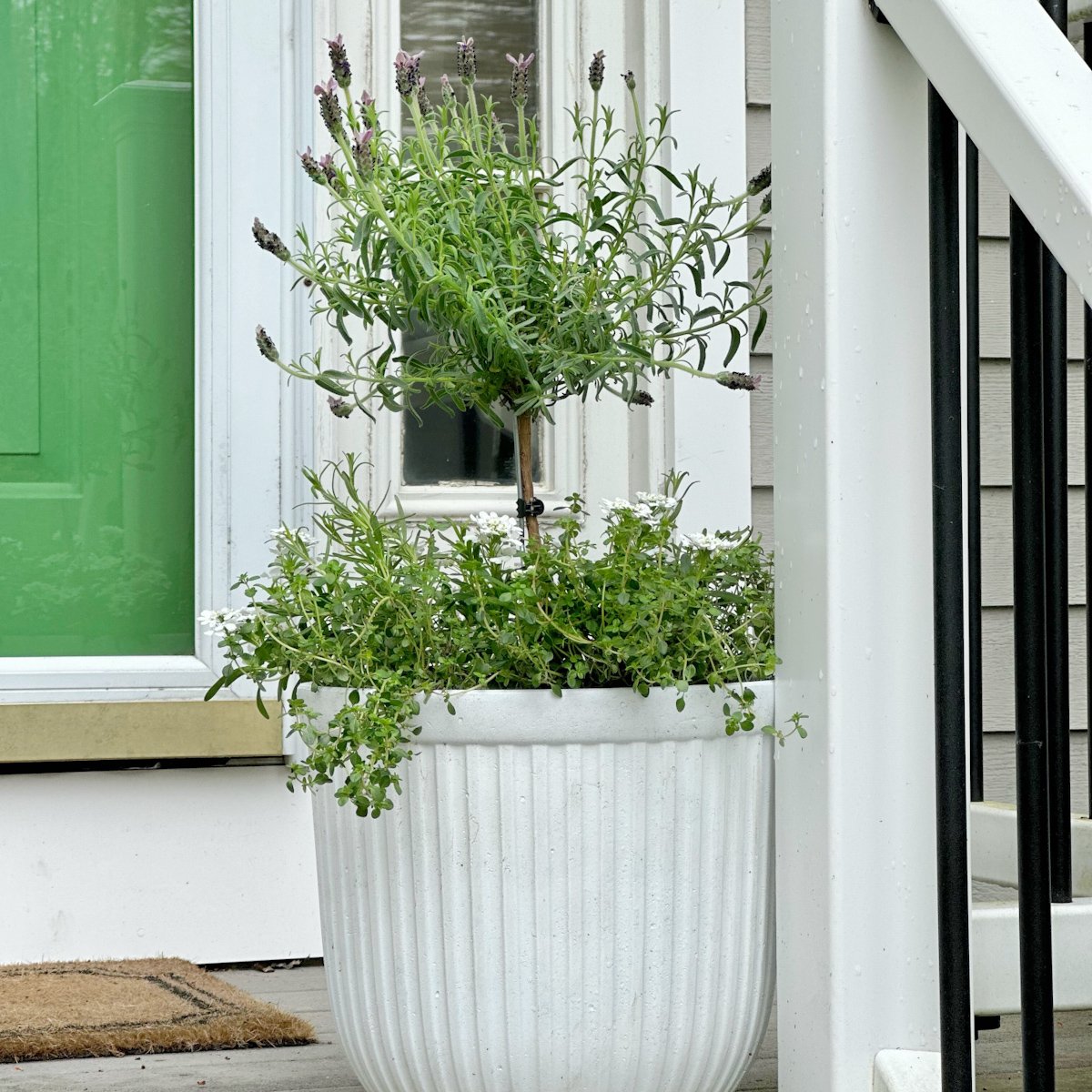 Lavender tree in a planter on my front steps.