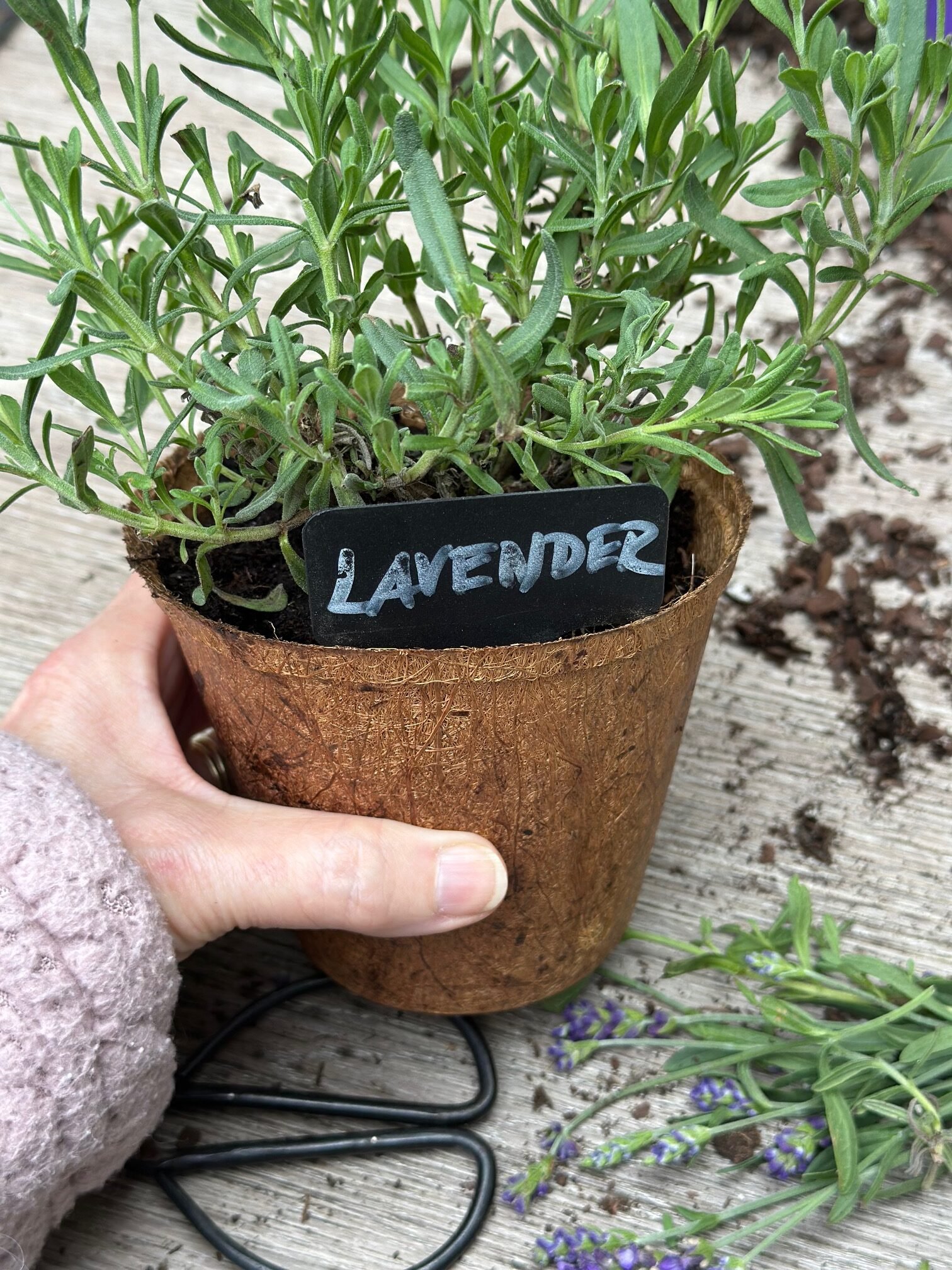Using a plant label so I don't get confused about what type of plant this is.
