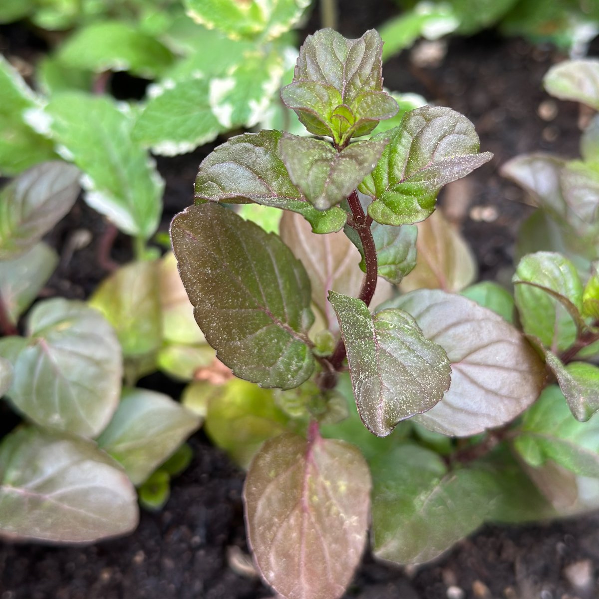 Orange mint growing in a garden.