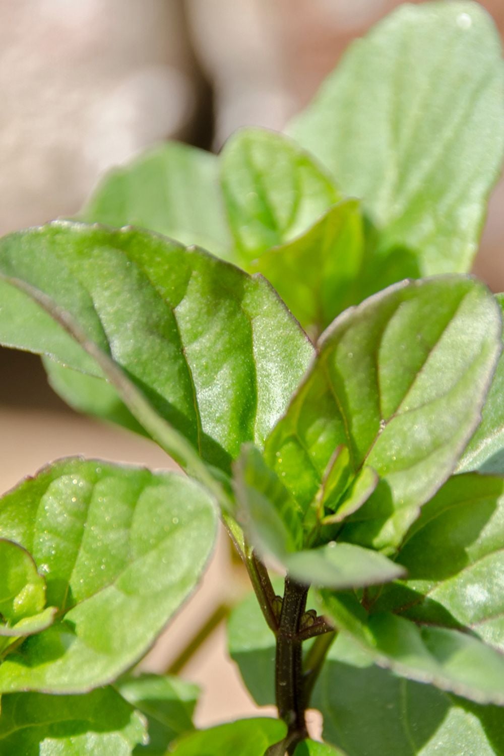 Bright green leaves of orange mint plants in the sun. 