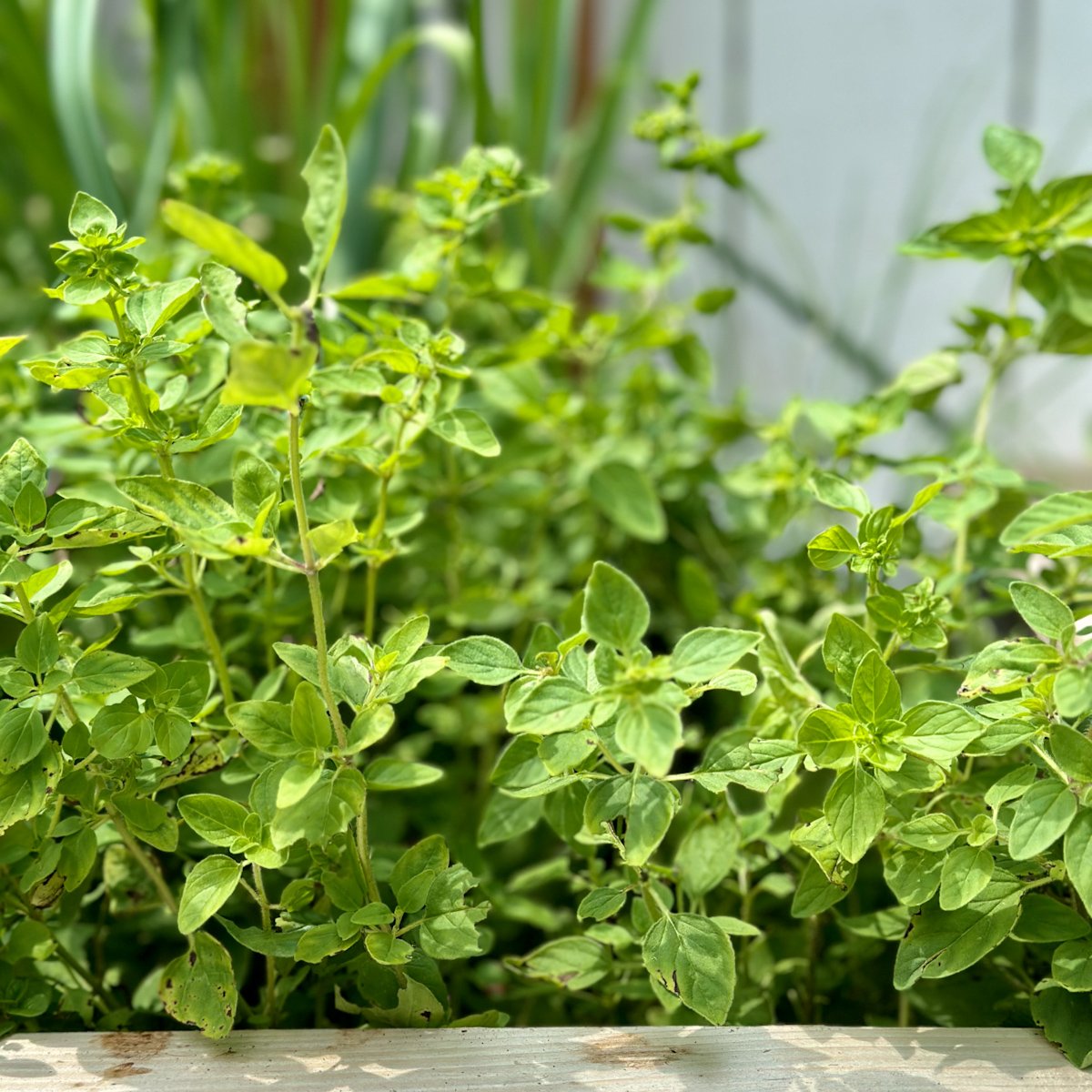 Oregano flowing in a raised bed garden.