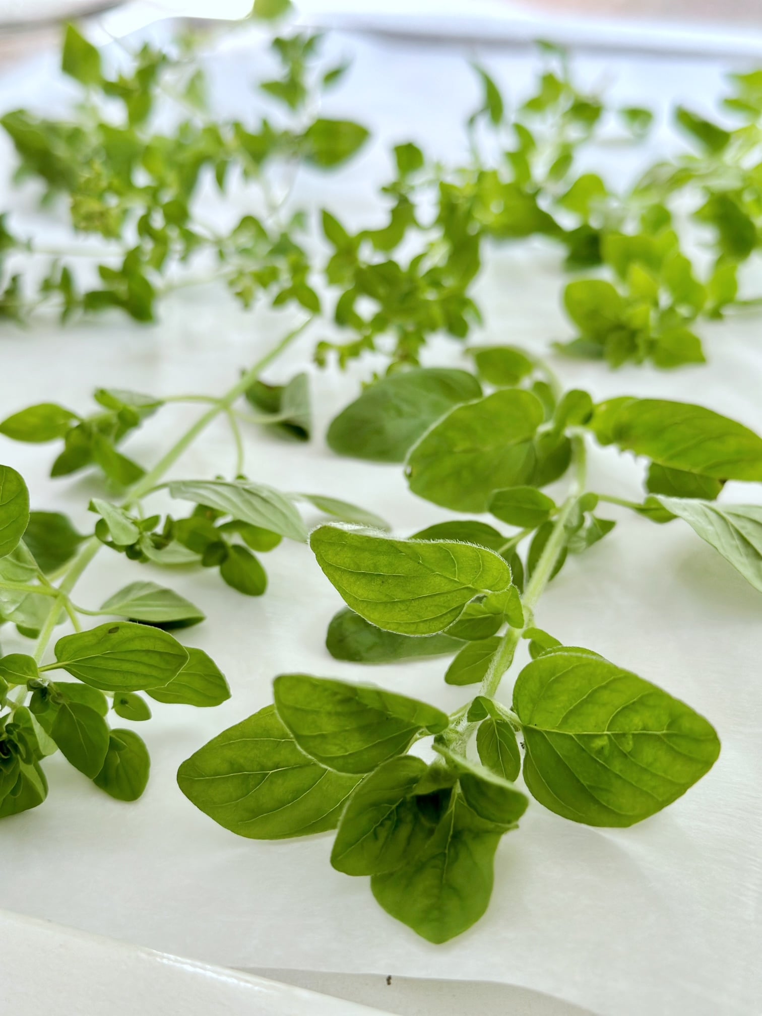 Oregano on a sheet pan ready for drying.