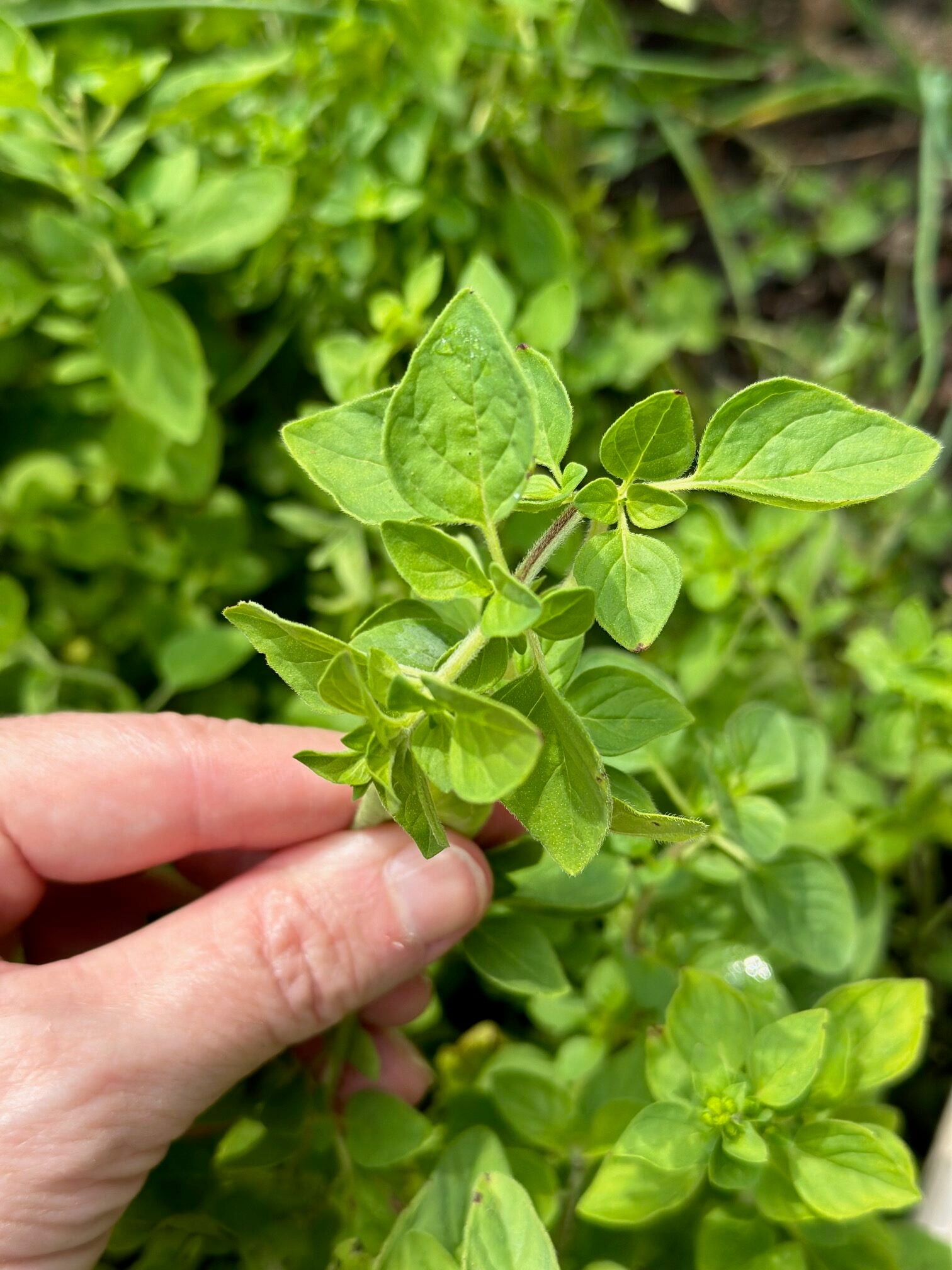 Me holding a stem of fresh oregano. 