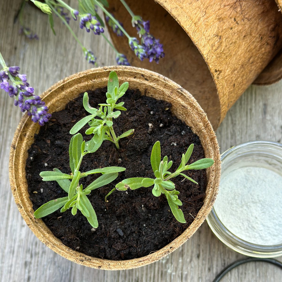 Pot with 3 lavender stem cuttings in soil, lavender flowers, rooting hormone.