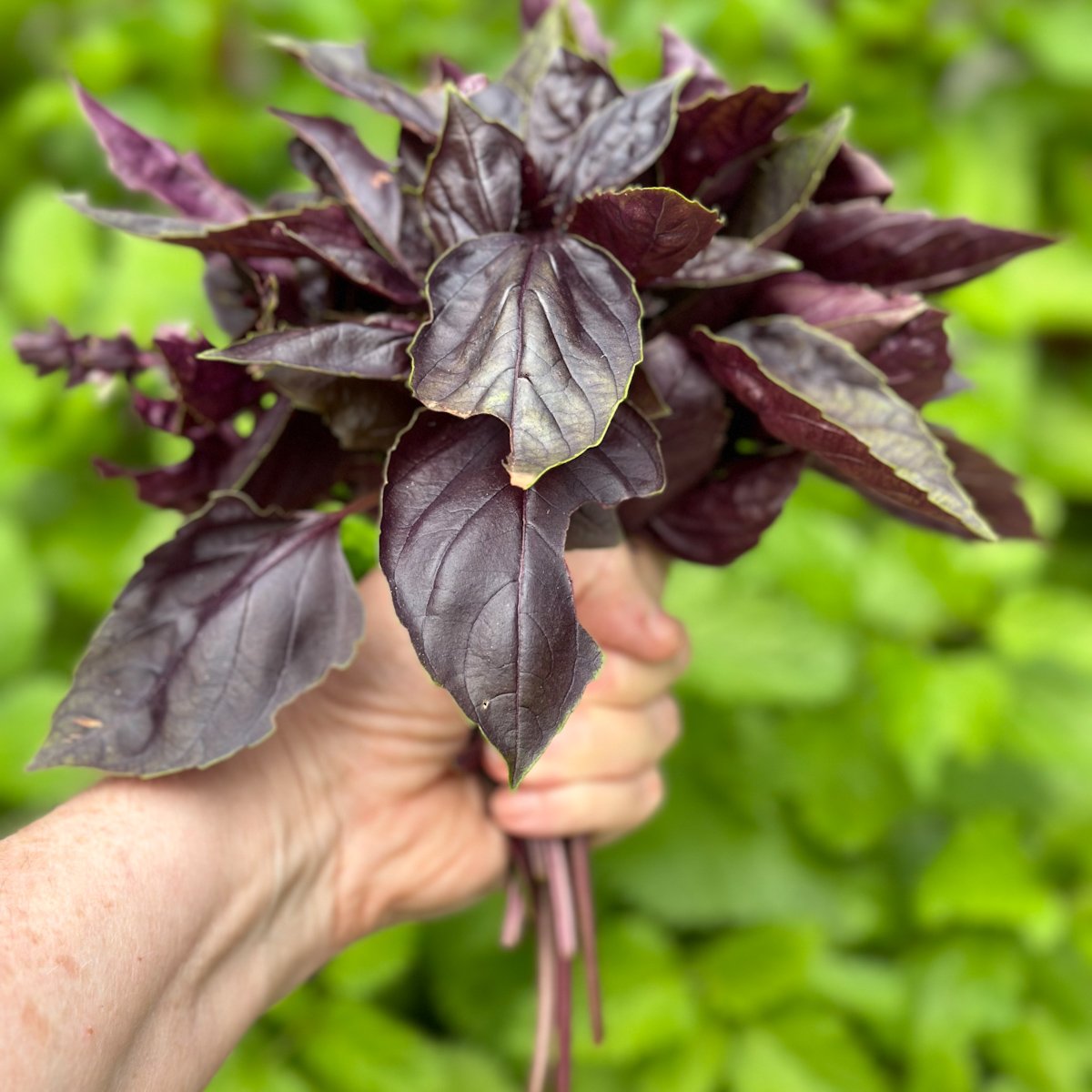 A big handful of fresh purple basil from the garden. The leaves of purple basil are a deep plum color and are large and rather floppy.