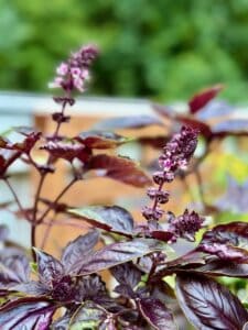 Purple Basil: How to Grow, Use, and Cook with This Beautiful Herb ...