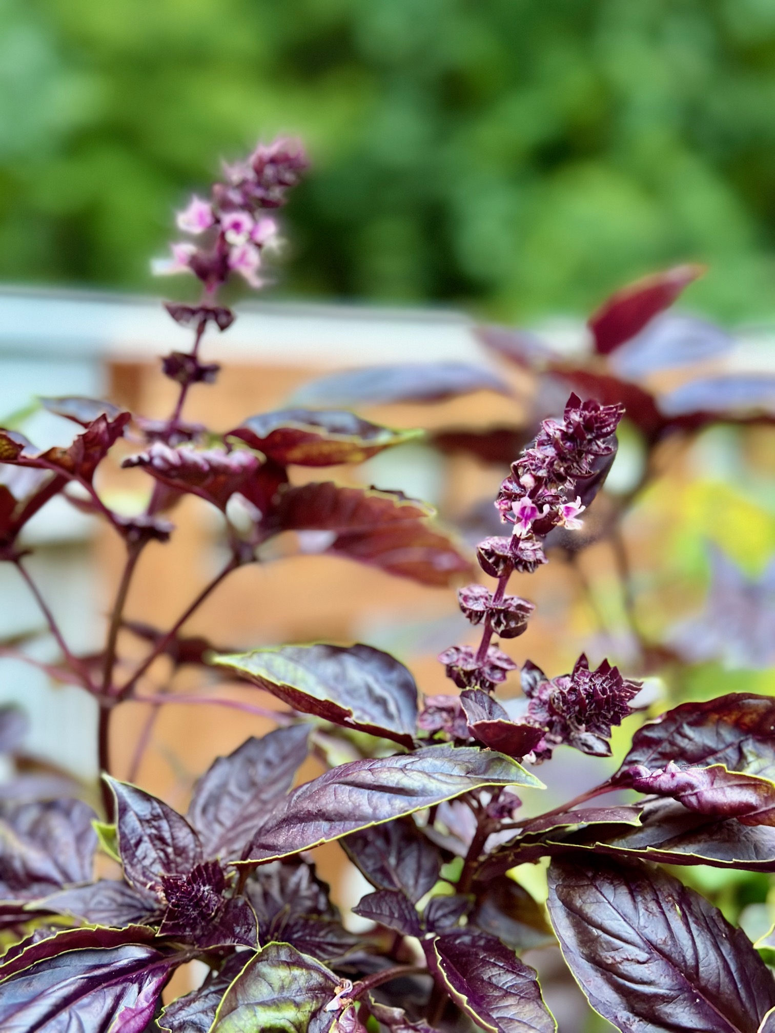 Blooming purple basil in a garden. the blooms are spikey and a mix of the dark purple with a lighter pink. 