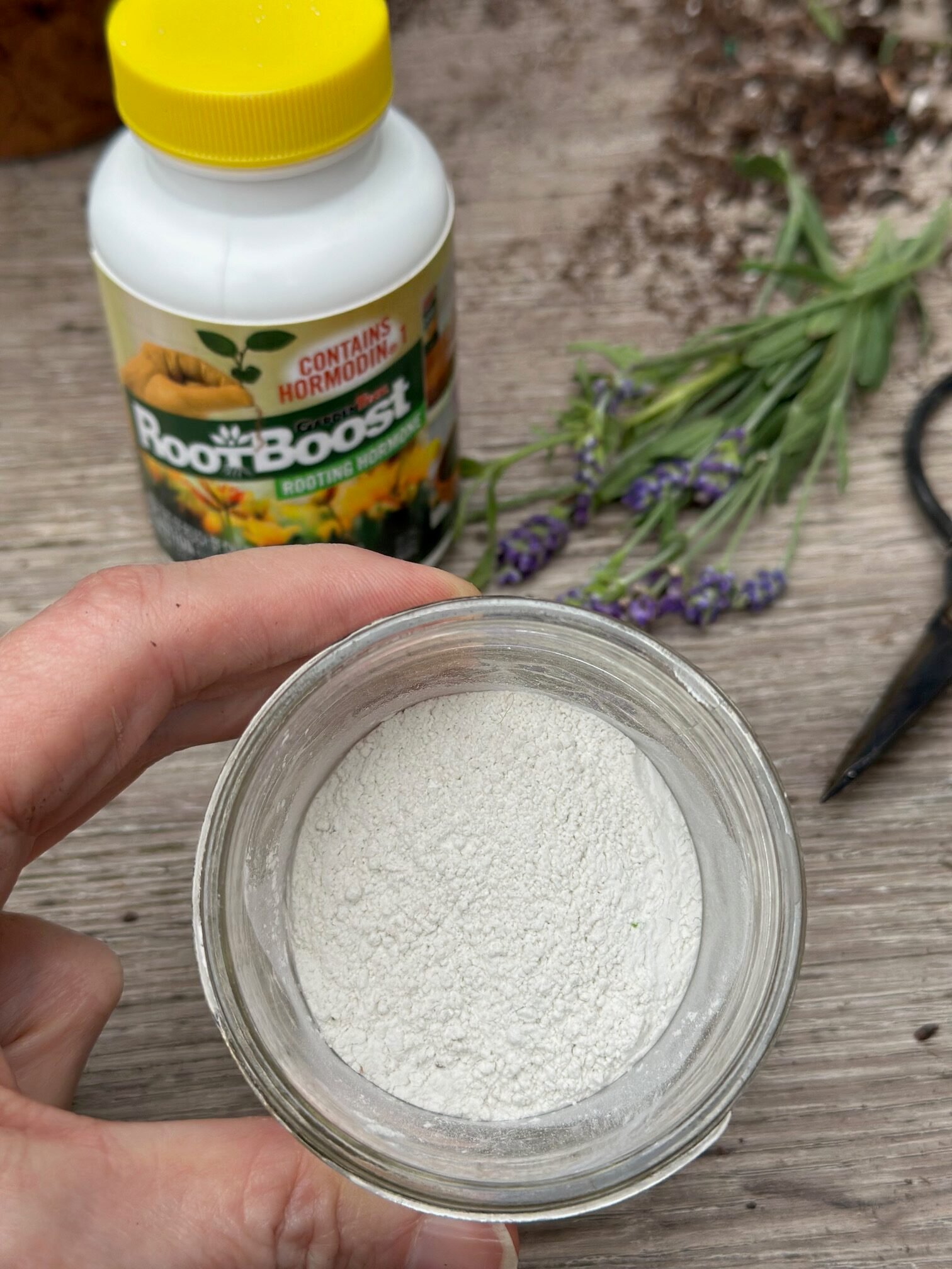 Rooting hormone in a small glass container. The actual product is in the background..