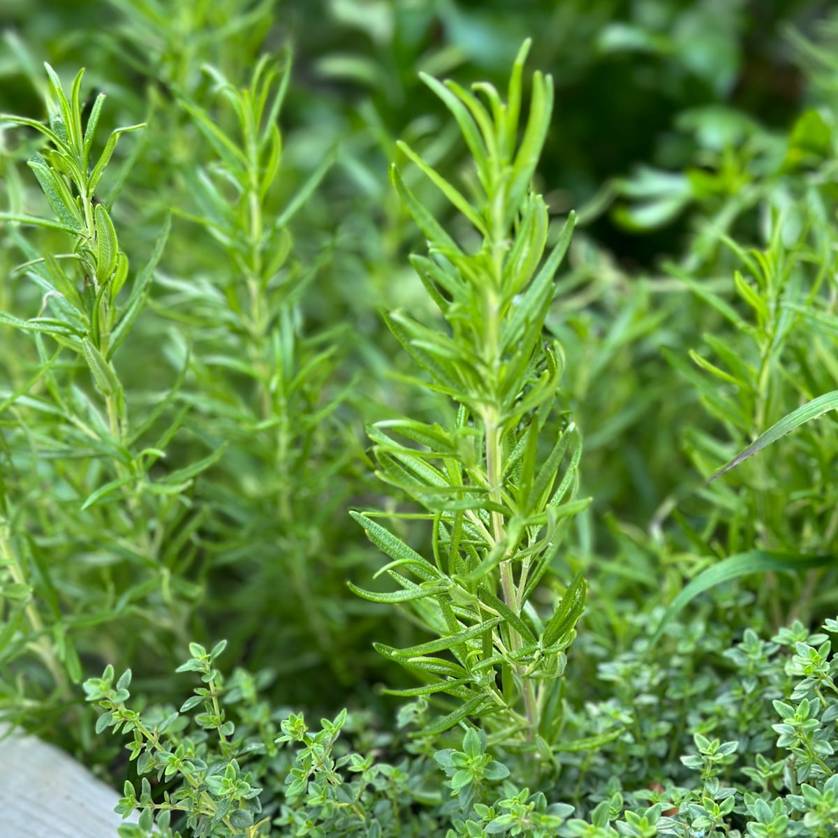 Fragrant rosemary stalks in a garden next to thyme.