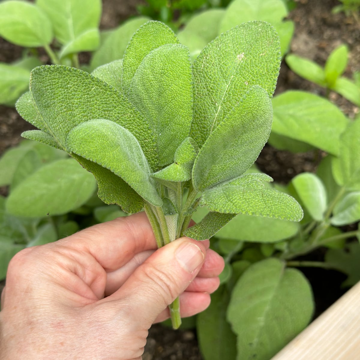 Holding a cluster of fresh picked sage. Sage is the perfect companion plant for oregano. 