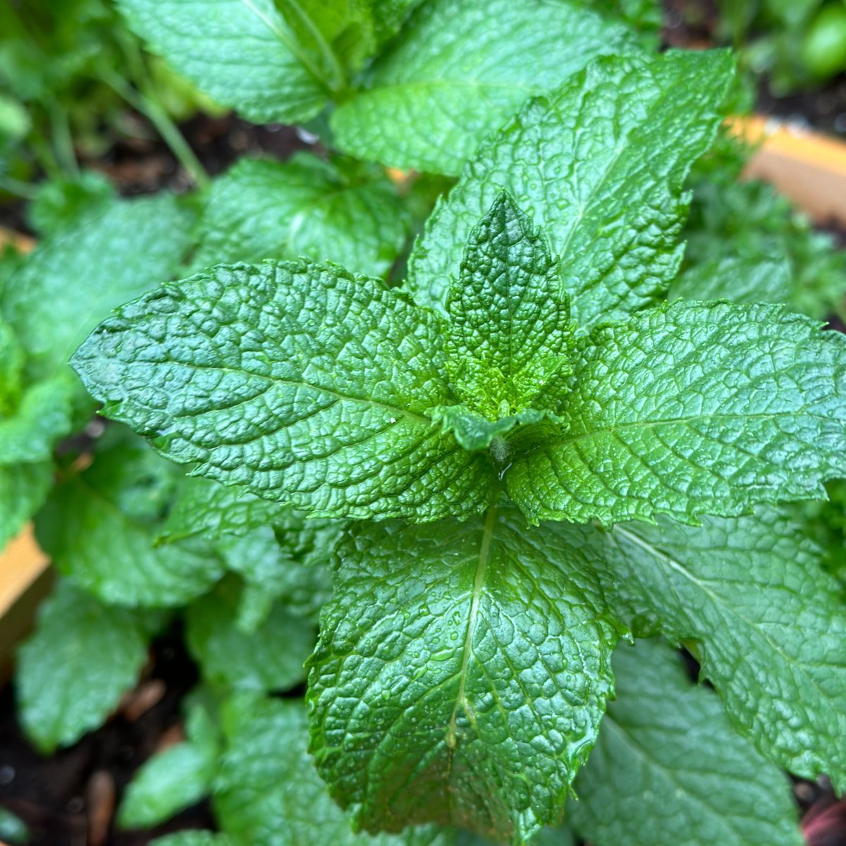 Sweet mint plant.