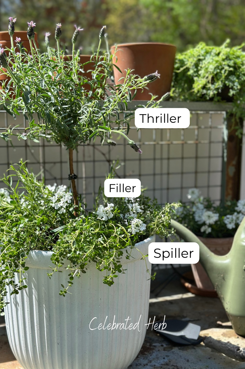 The actual planter showing thriller, filler and spiller. Lavender tree, white low growing flowers and rosemary with thyme spilling.