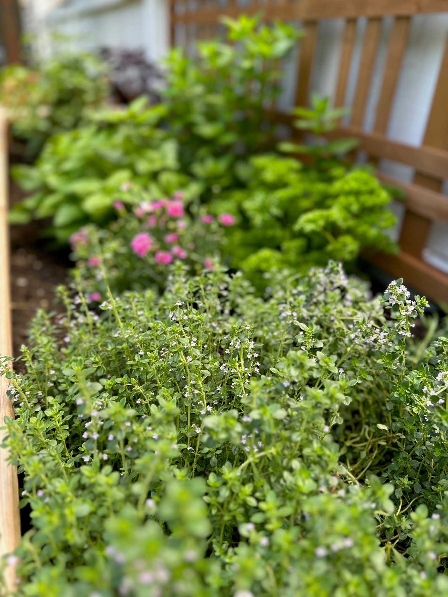 Thyme in a garden.
