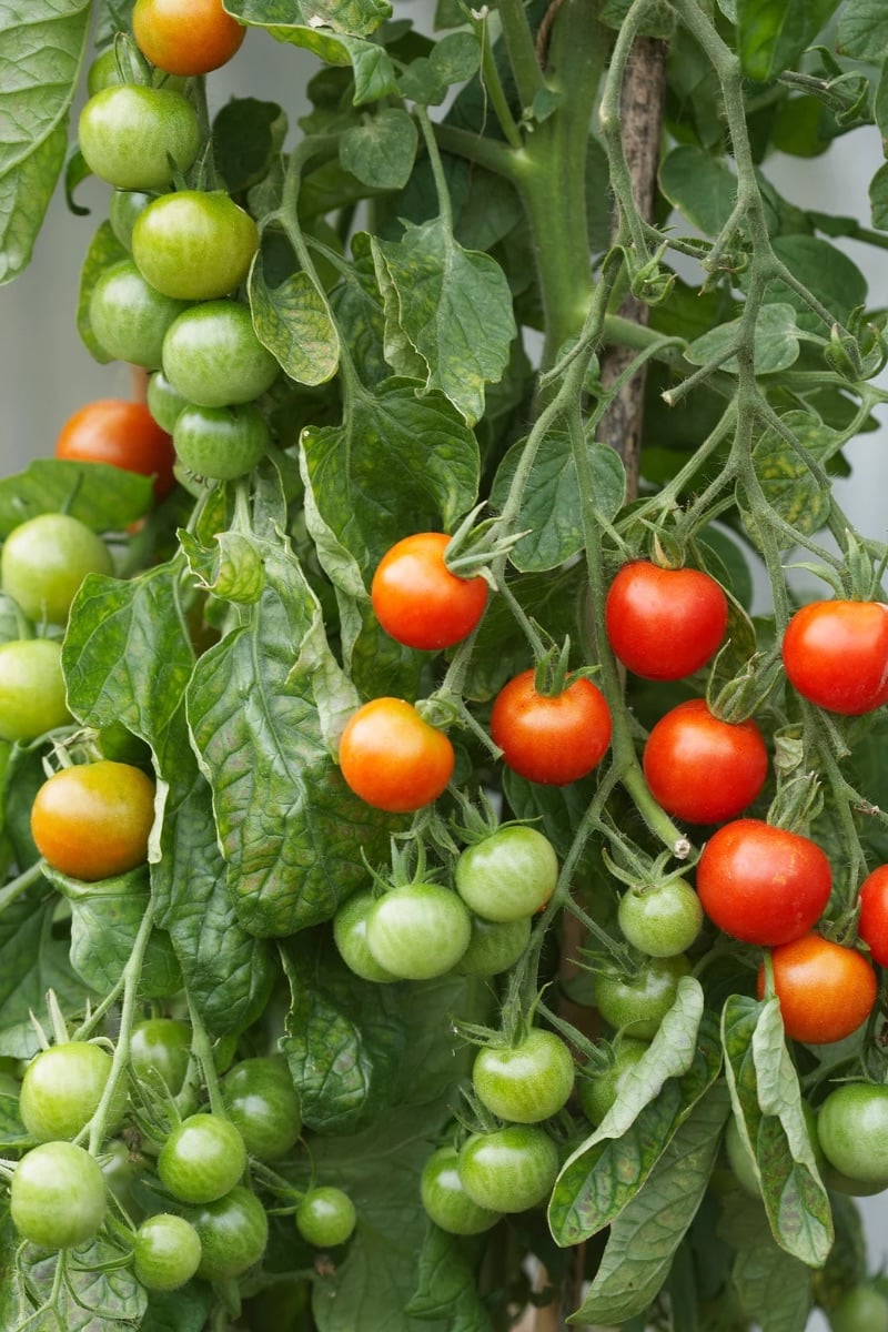 A tomato plant with green and red cherry tomatoes. 