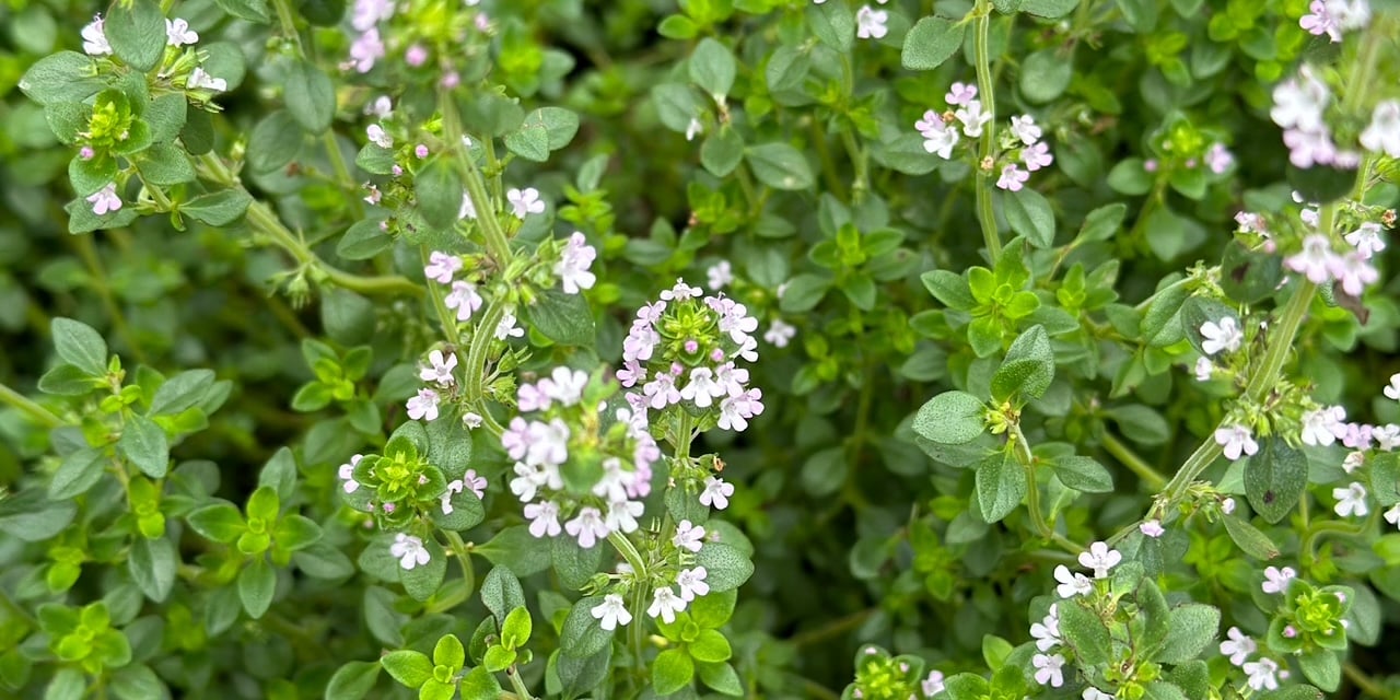 Flowering thyme plant in a garden. Thyme has tine little lavender flowers. 