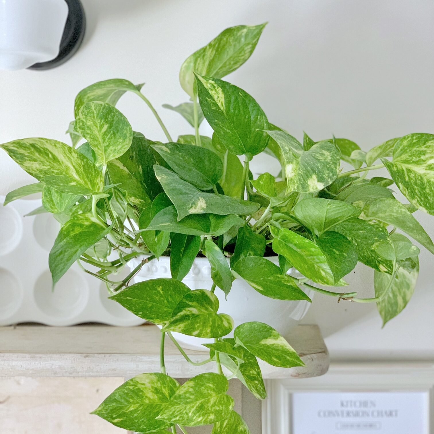 Pothos plant sitting on a shelf after a good feeding with coffee grounds.