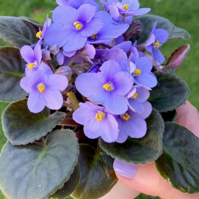 Purple blue african violet that thrives with coffee grounds.