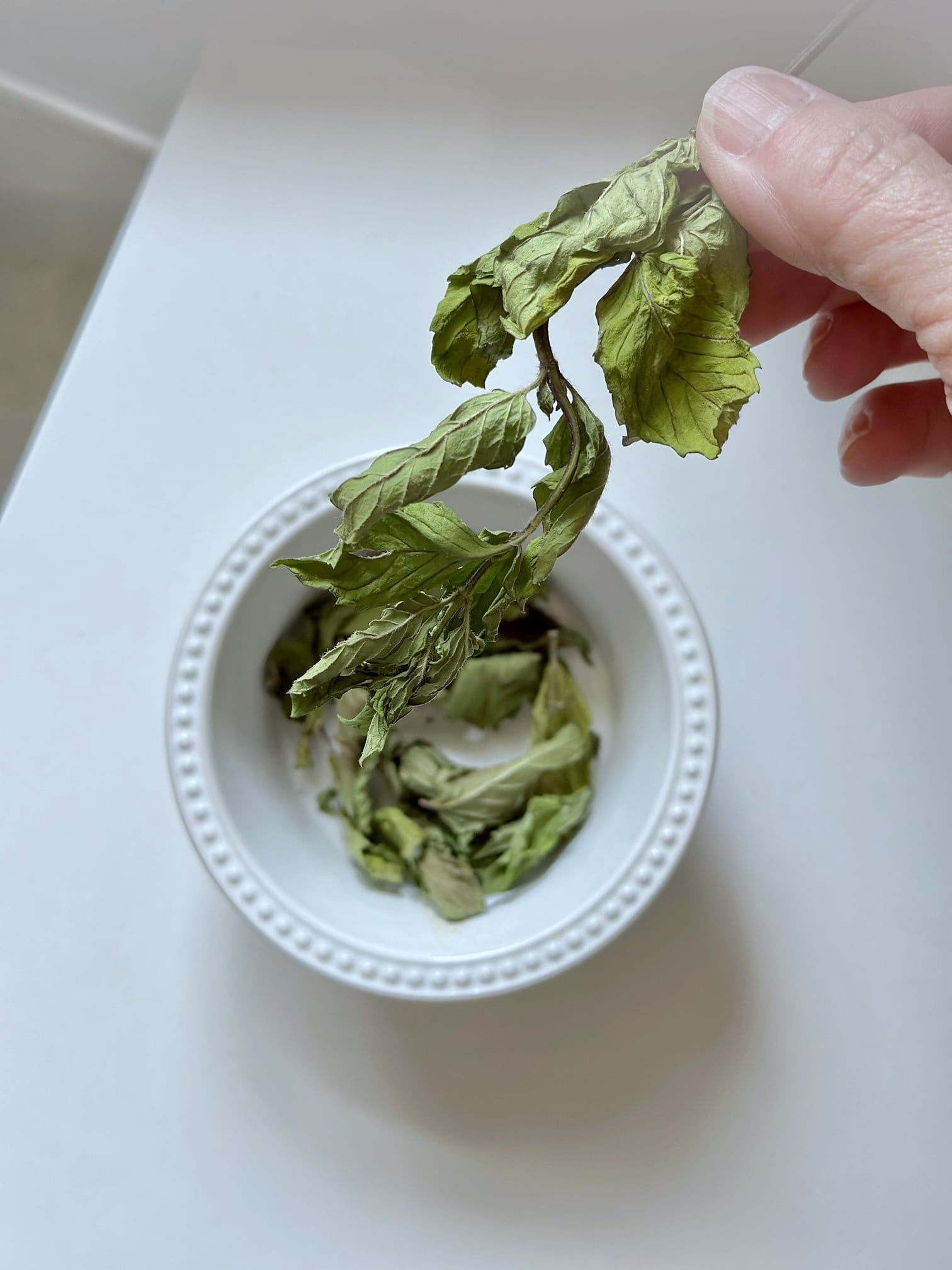 Dried stem of spearmint.