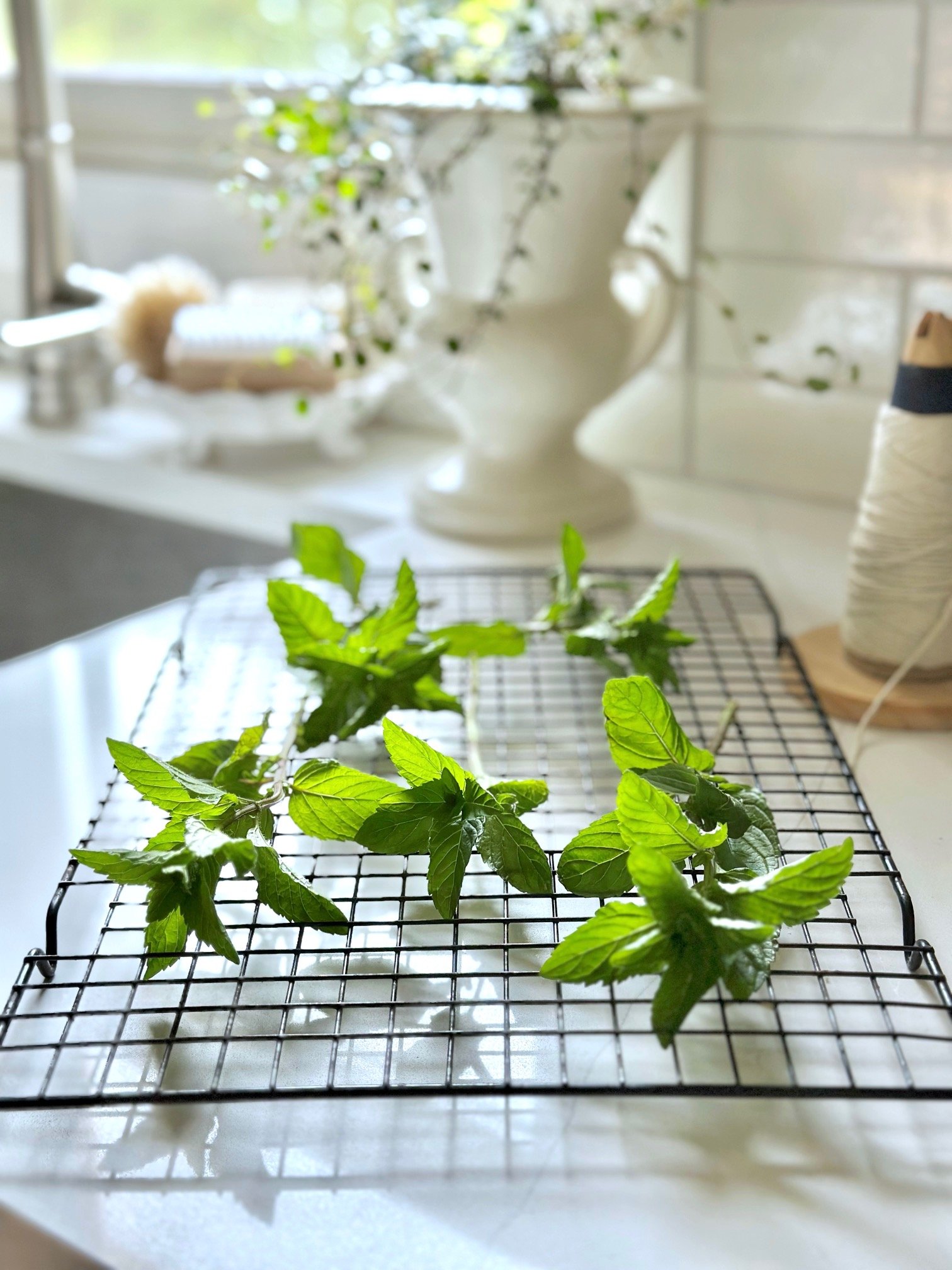 Drying spearmint on a rack. 
