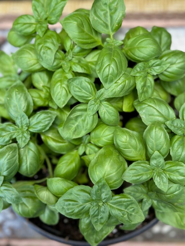 Large basil plant in a pot.