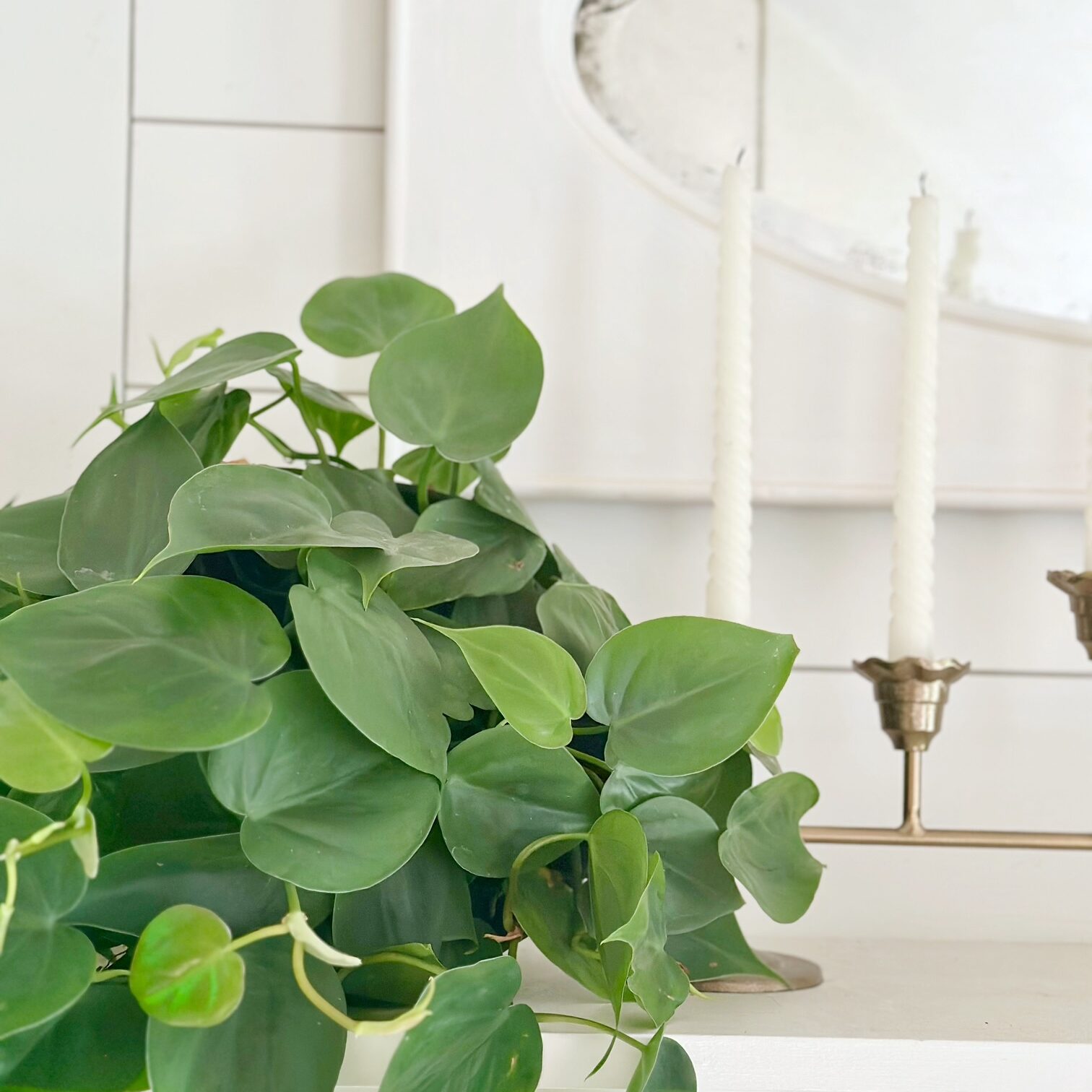 Philodendron on a Mantel. Philodendron are coffee lovers.