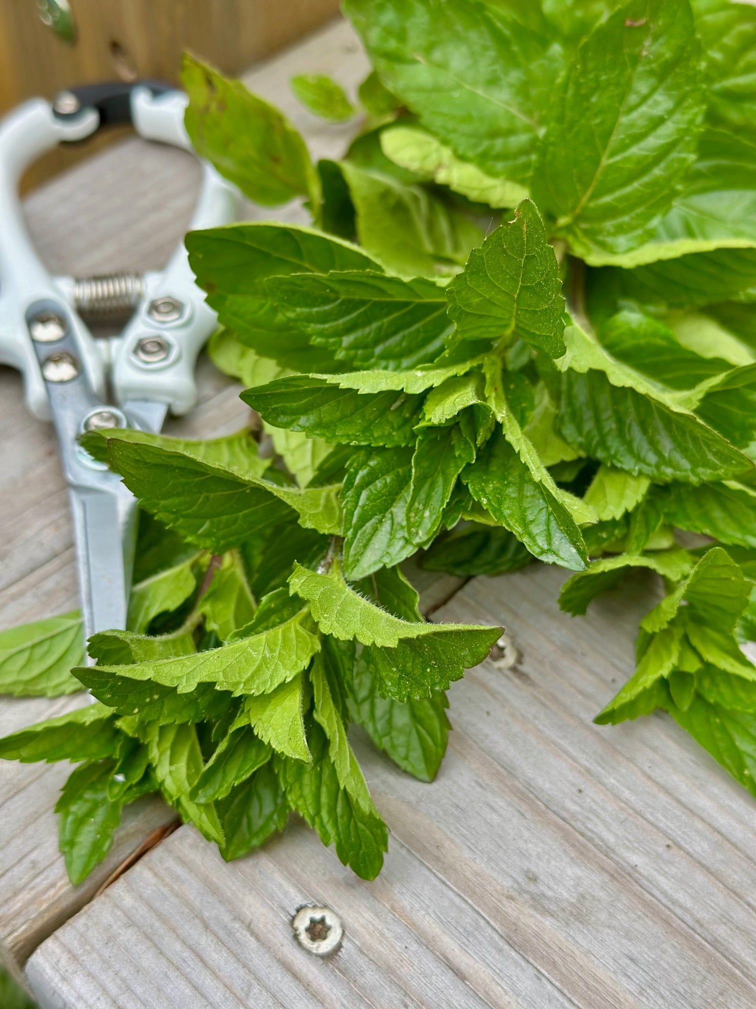 Fresh cut Spearmint stems from my raised bed garden. 