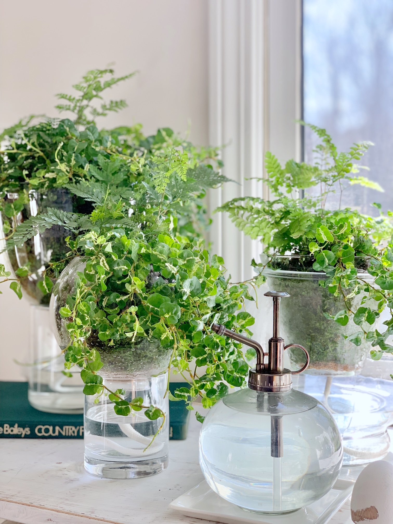 3 glass self watering planters with thriving green plants. These planters are sitting in front of a window.