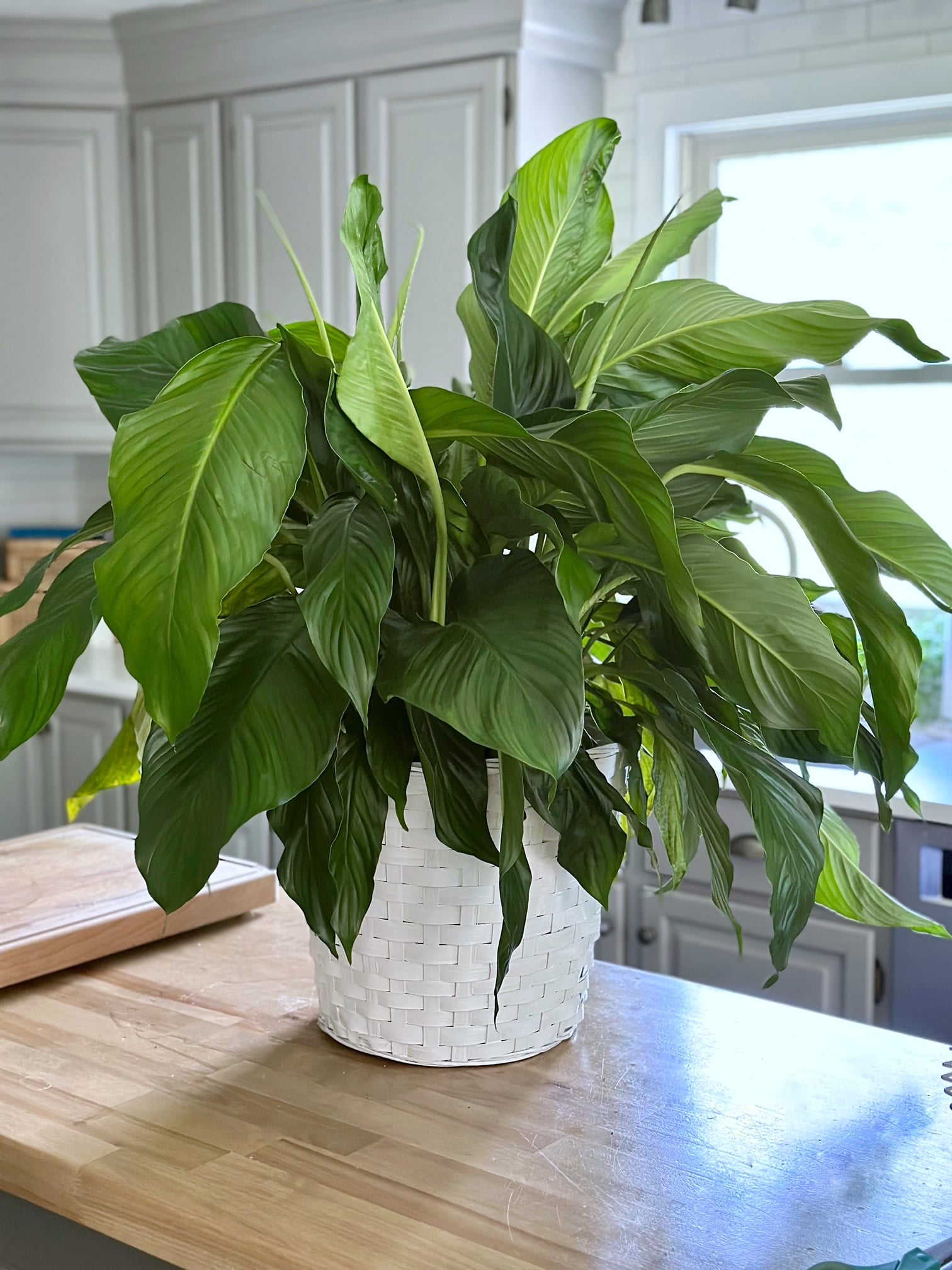 A large full size plant in need of water. 