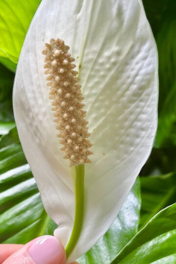Beautiful white Spathiphyllum flower. It has a waxy look with a center spinke.