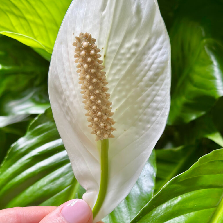 Spathy Spathiphyllum Care: Everything You Need to Know to Grow a Happy Peace ...