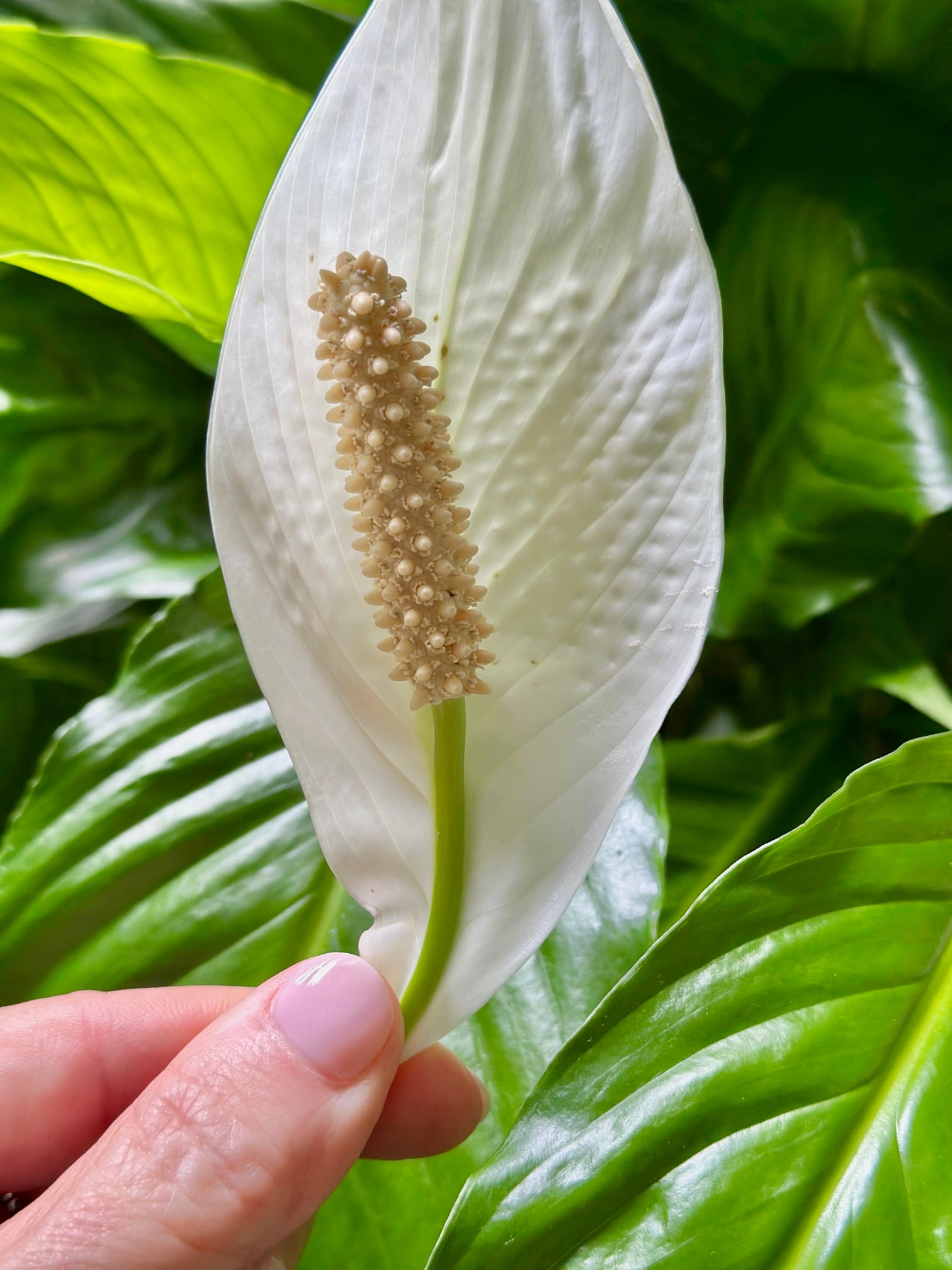 A beautiful white Spathiphyllum flower. It is waxy looking, cup shaped with a textured white spike. 