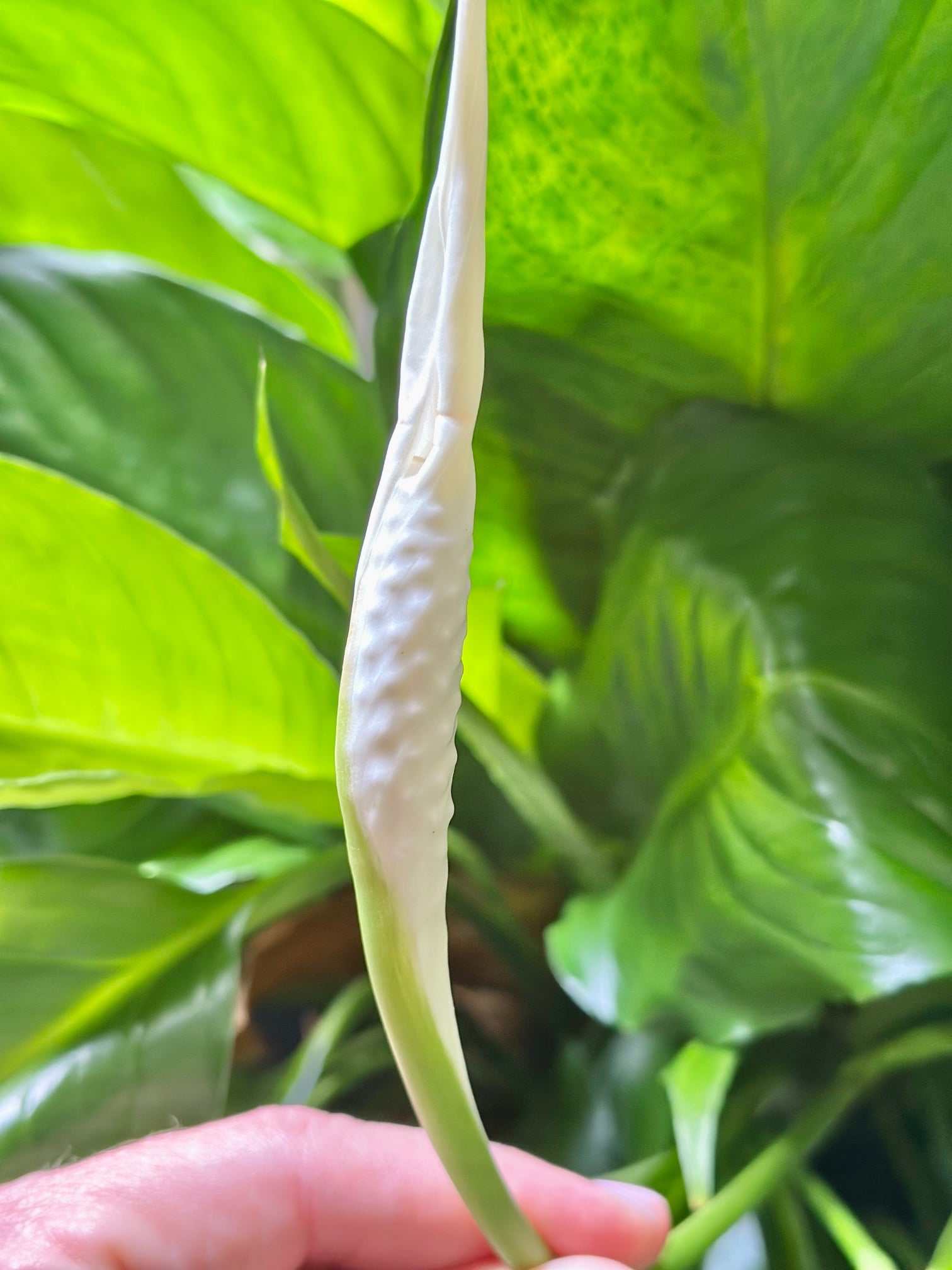 Spathiphyllum flower about to unfold. 