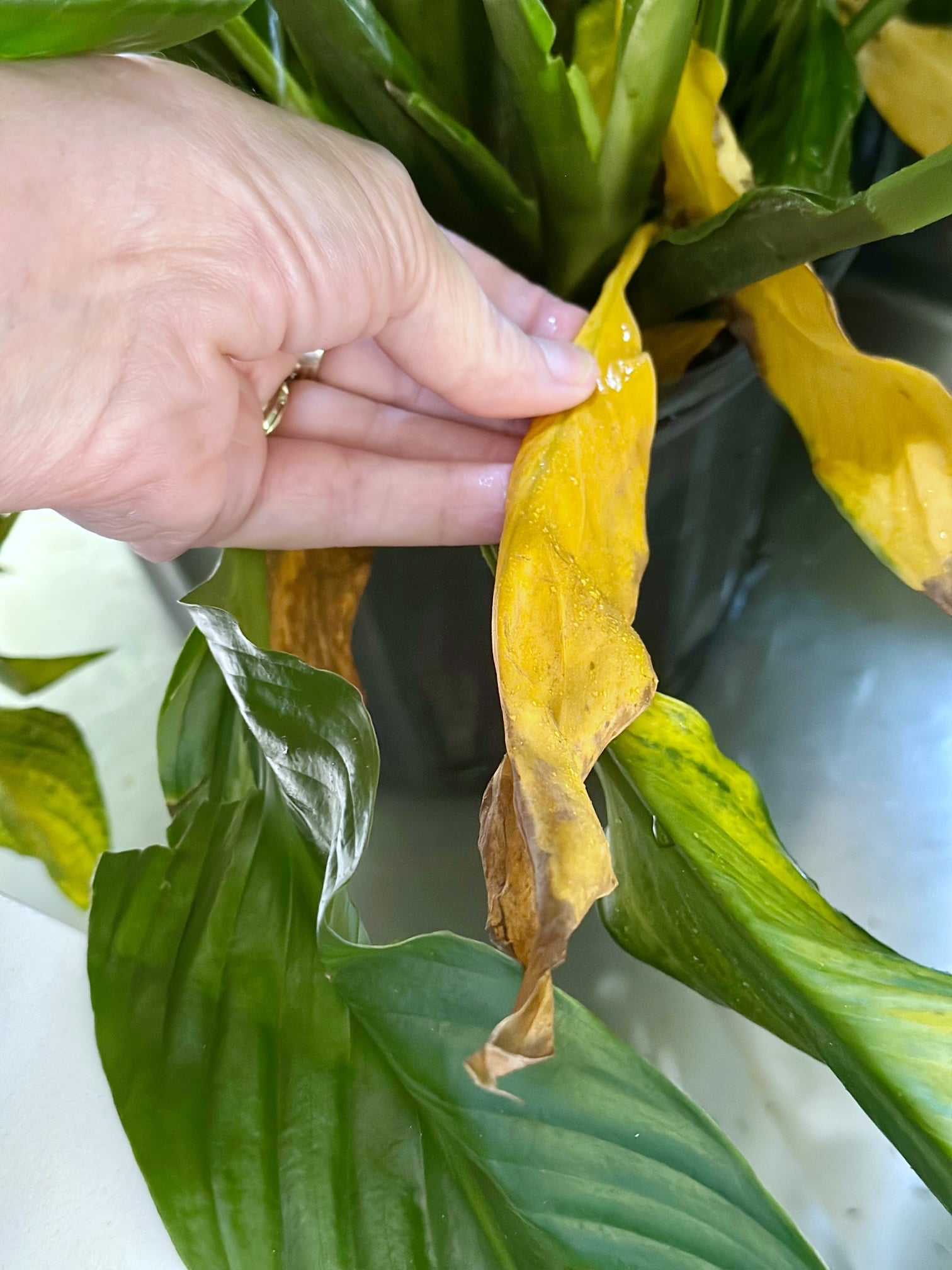 Me holding a very yellow leaf of a Spathiphyllum. 