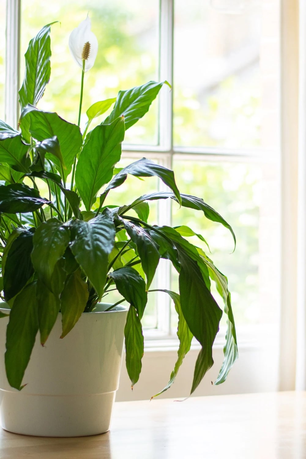 Peace lily plant near a bright sunny window. 