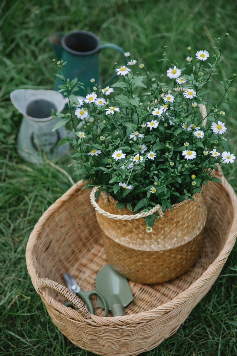 Chamomile being grown in a basket. 