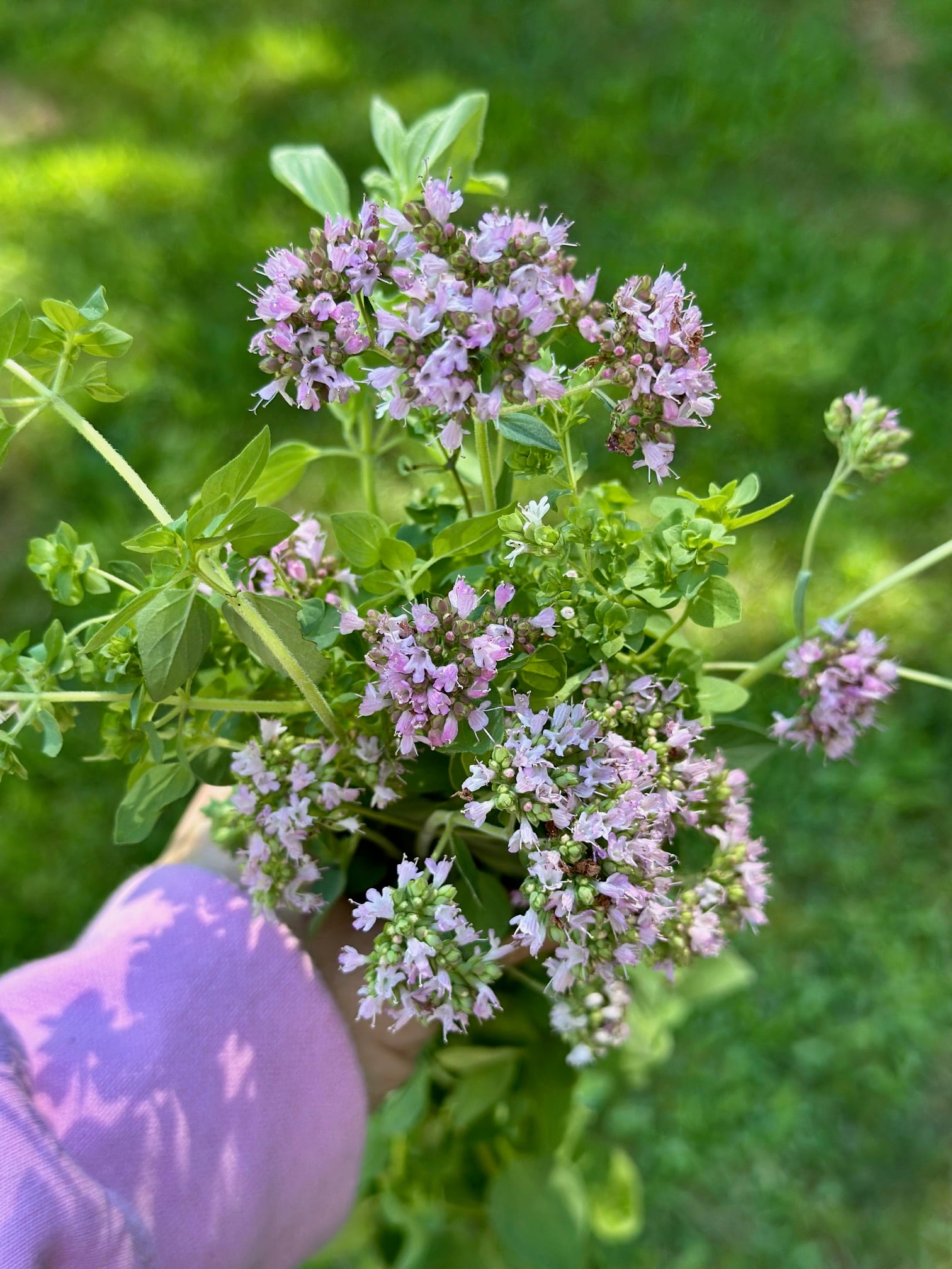 Hand holding a bunch of flowering oregano. The flowers are a pinkish purple tone and small blossoms.