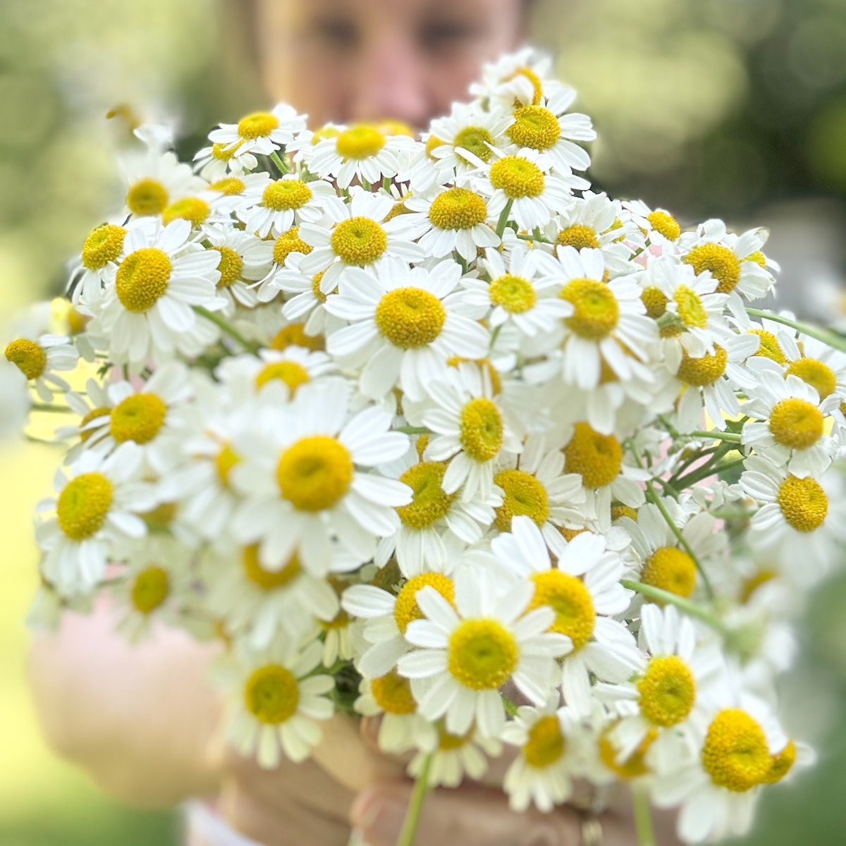 Me holding beautiful flowering chamomile at the camera.