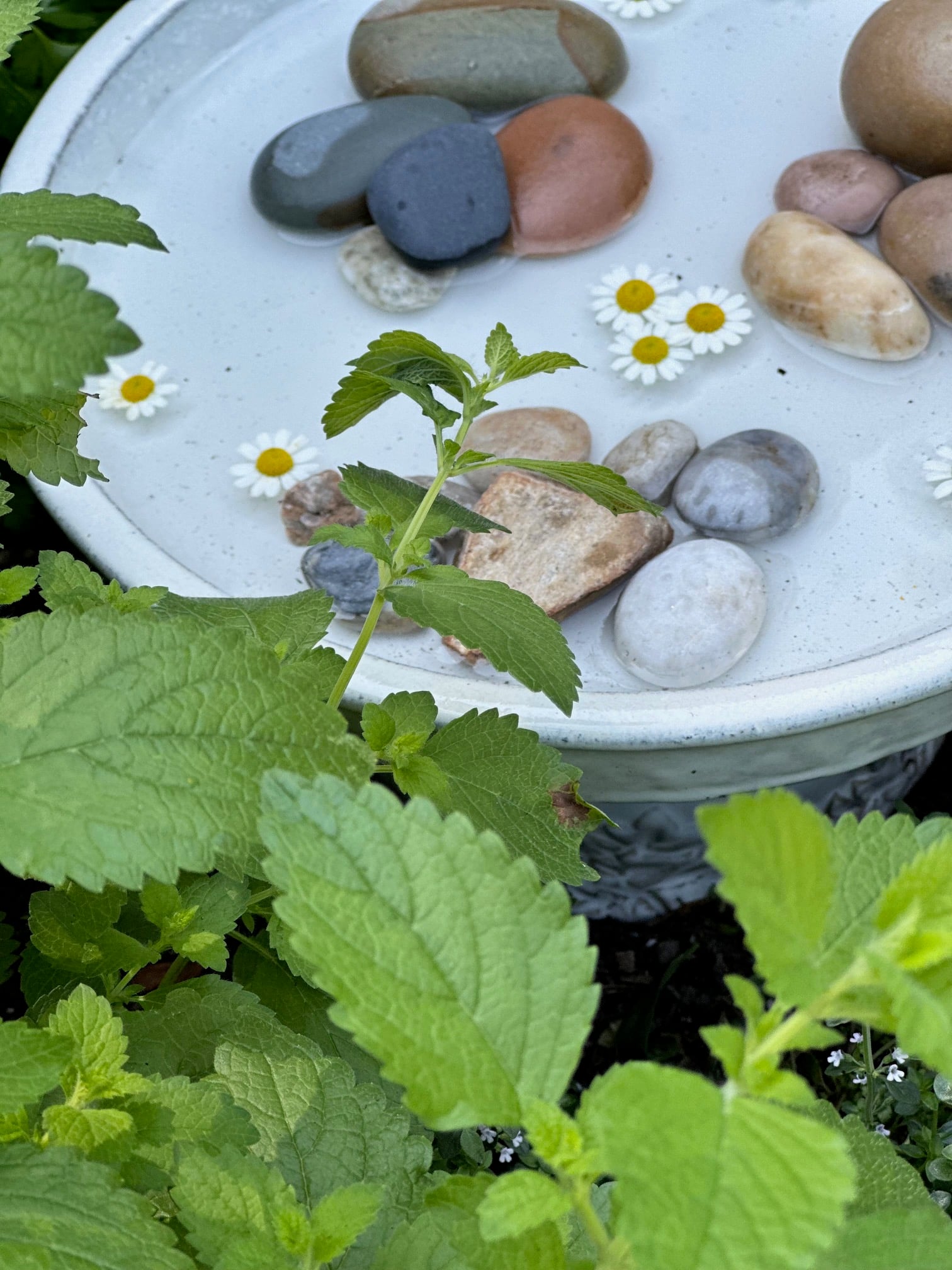 Chamomile in a butterfly bath in a raised bed garden. 