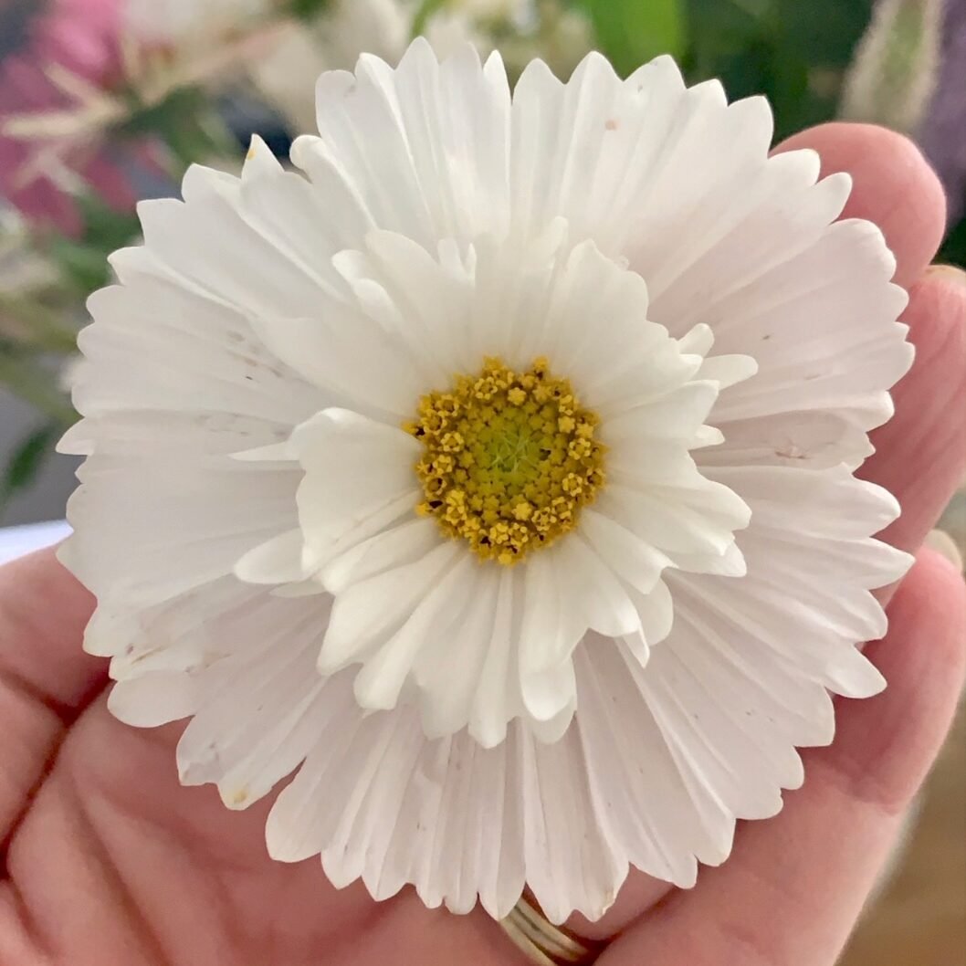 A single white cosmos flower.