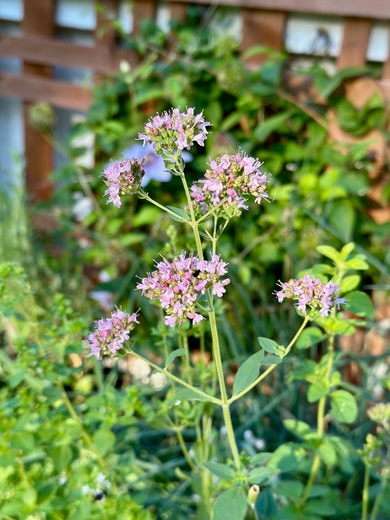 A beautiful flowering oregano plant.