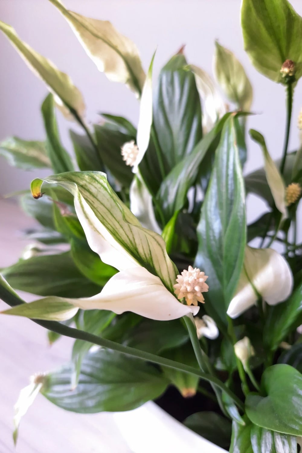 Peace lily plant receiving adequate sunlight.