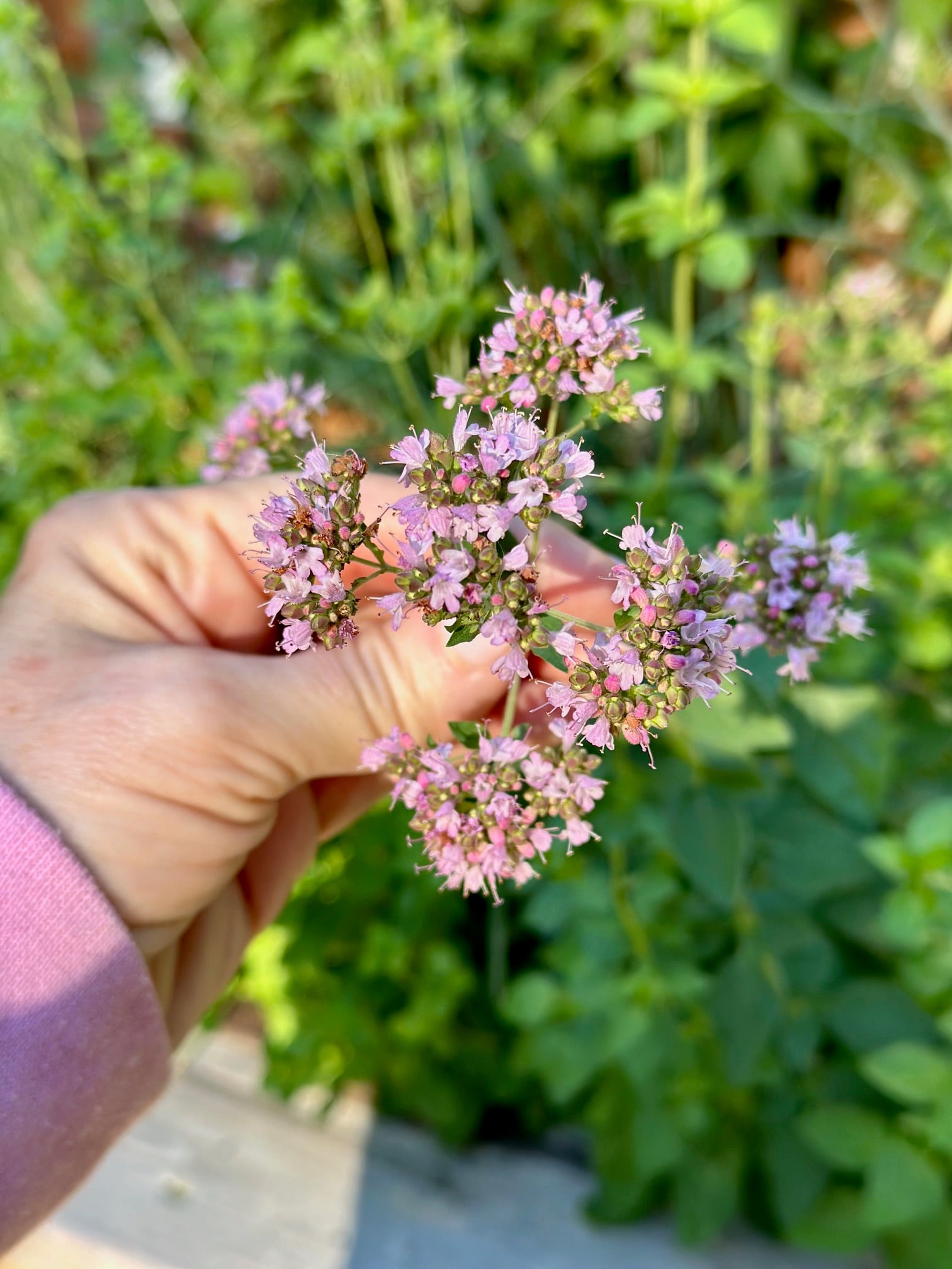 Hand holding a sprig of flowering oregano.