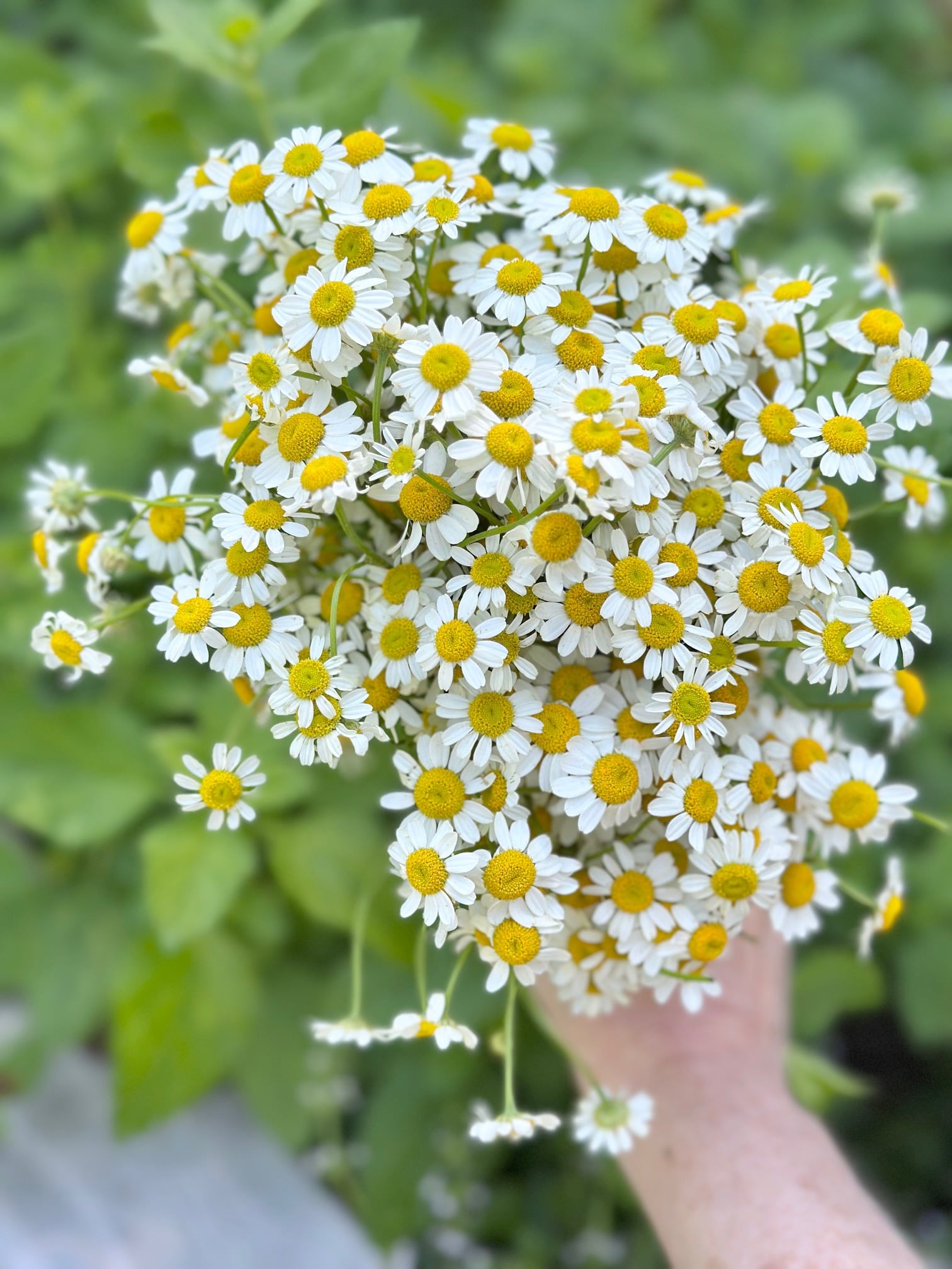Hand holding a large bunch of blooming chamomile. 