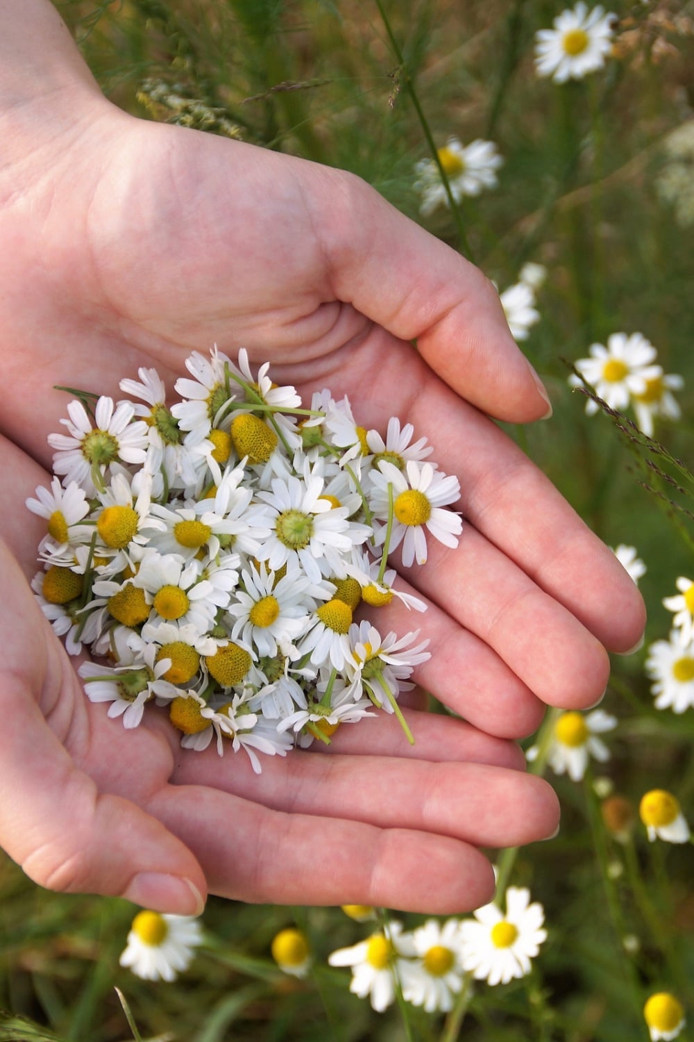Chamomile blooms in hands. 